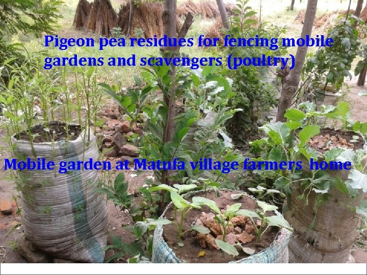 Pigeon pea residues for fencing mobile gardens and scavengers (poultry) Mobile garden at Matufa