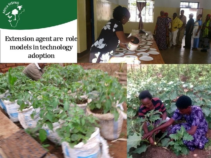 Extension agent are role models in technology adoption 