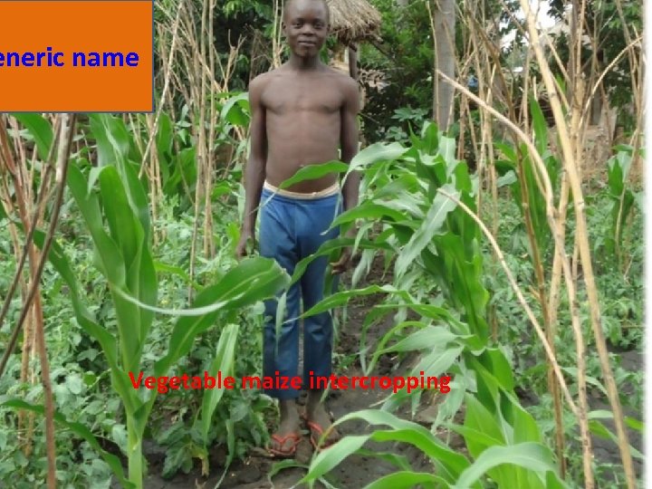 eneric name Vegetable maize intercropping 