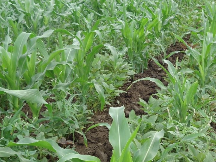 Vegetable maize Intercropping 