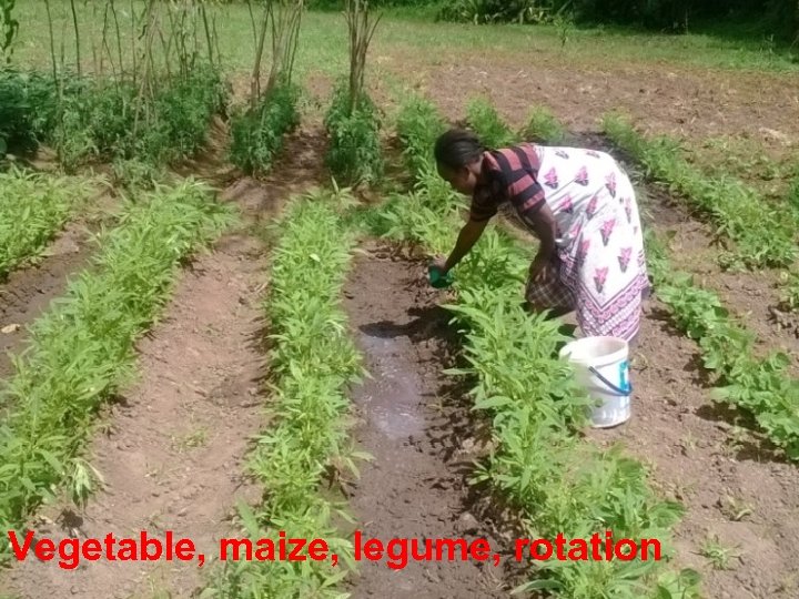 Vegetable, maize, legume, rotation 