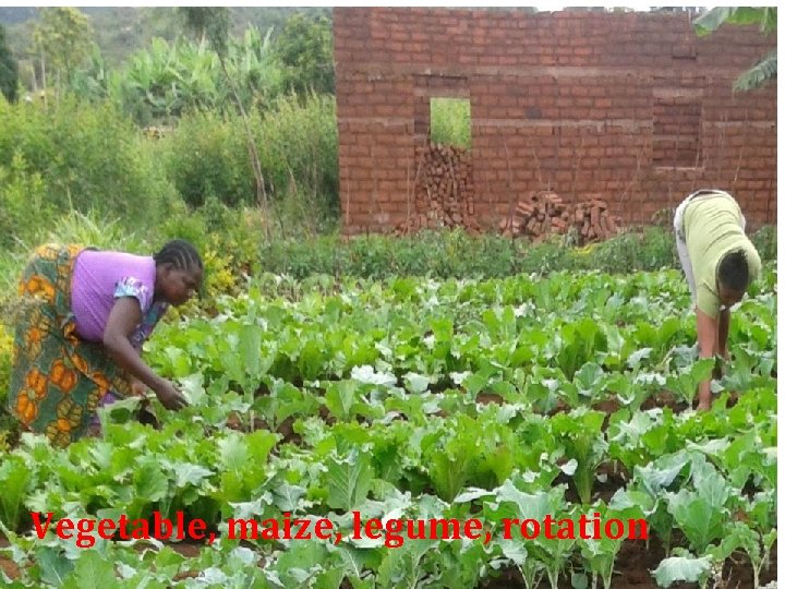 Vegetable, maize, legume, rotation 