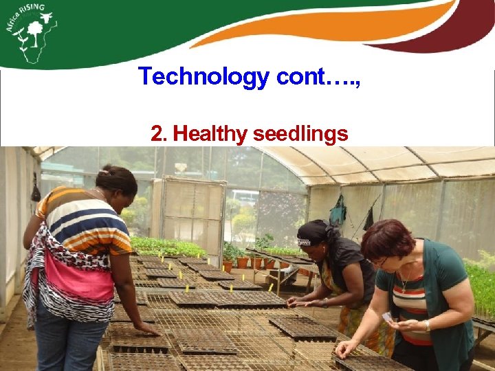 Technology cont…. , 2. Healthy seedlings 