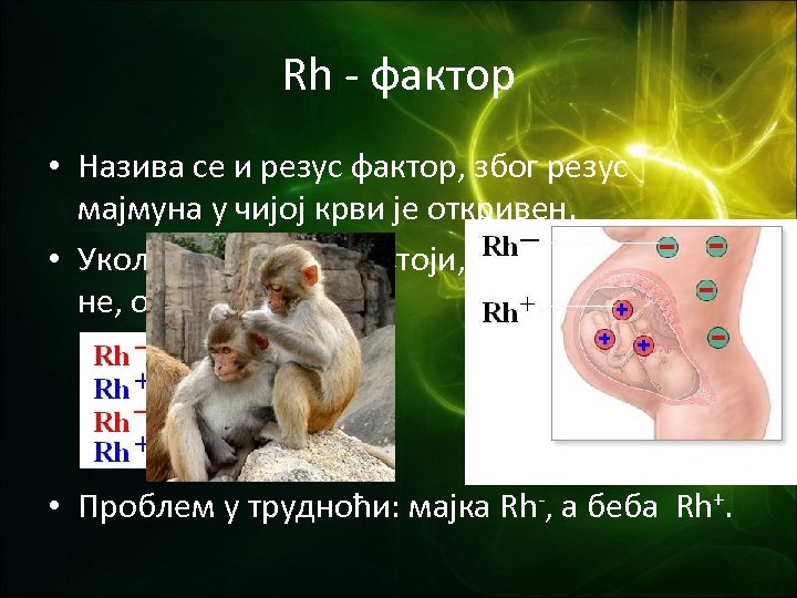 Rh - фактор • Назива се и резус фактор, због резус мајмуна у чијој