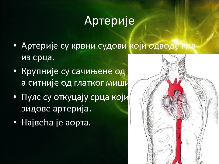 Артерије • Артерије су крвни судови који одводе крв из срца. • Крупније су