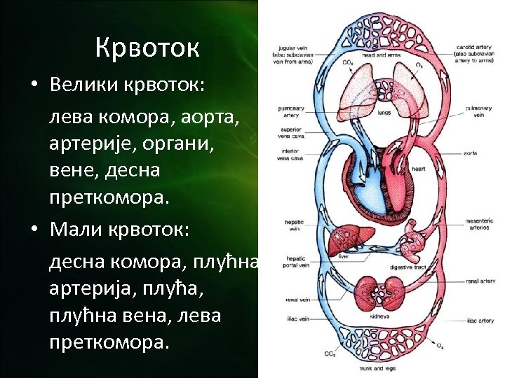 Крвоток • Велики крвоток: лева комора, аорта, артерије, органи, вене, десна преткомора. • Мали