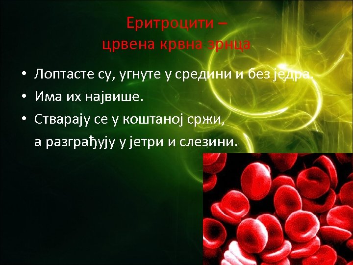Еритроцити – црвена крвна зрнца • Лоптасте су, угнуте у средини и без једра.