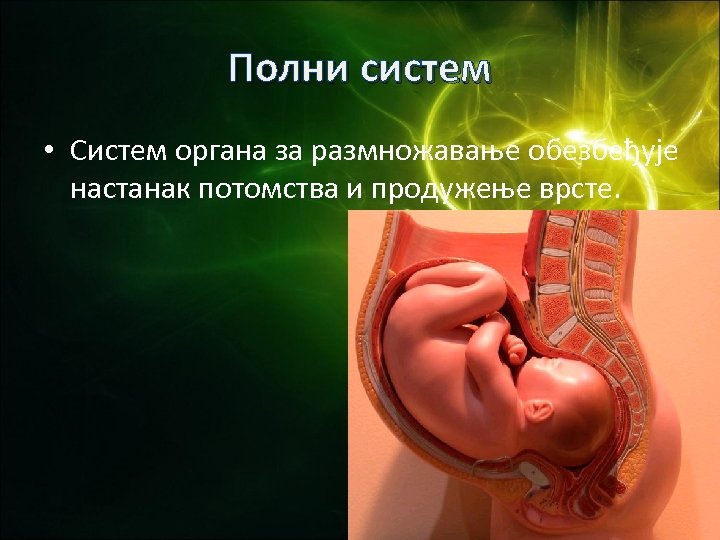 Полни систем • Систем органа за размножавање обезбеђује настанак потомства и продужење врсте. 