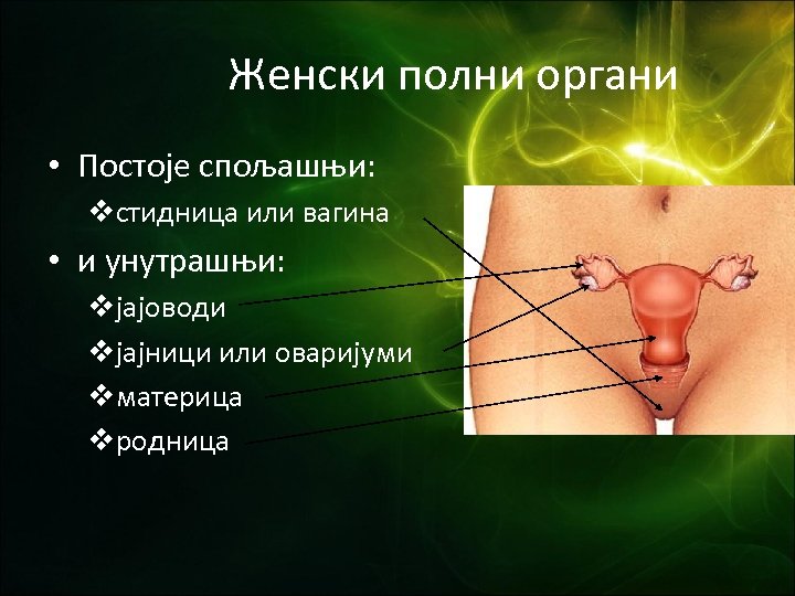 Женски полни органи • Постоје спољашњи: vстидница или вагина • и унутрашњи: vјајоводи vјајници