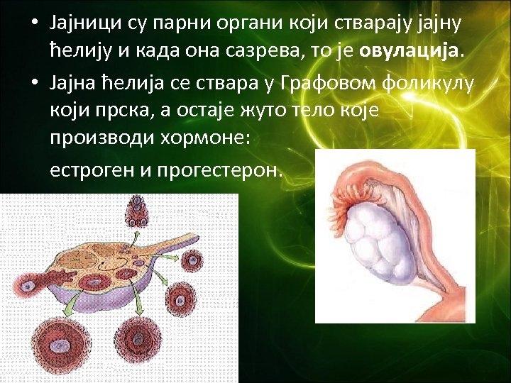  • Јајници су парни органи који стварају јајну ћелију и када она сазрева,