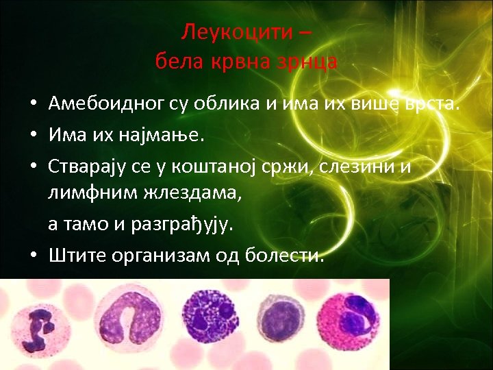 Леукоцити – бела крвна зрнца • Амебоидног су облика и има их више врста.