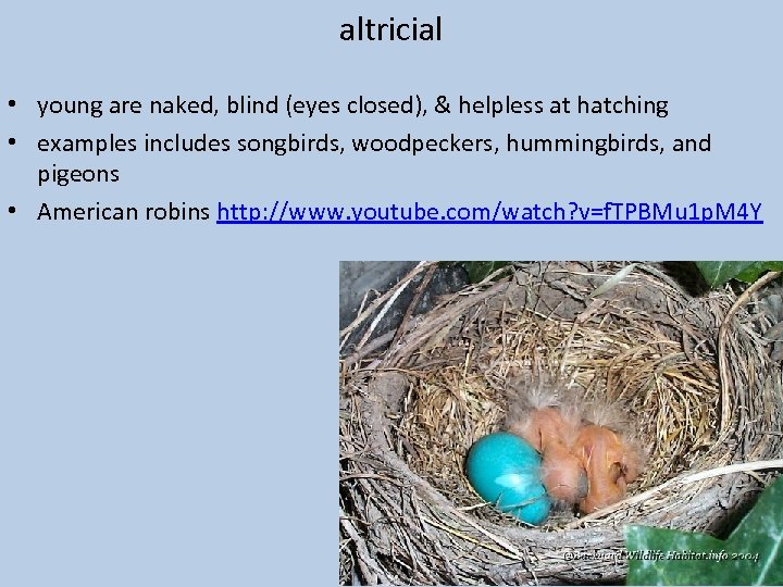 altricial • young are naked, blind (eyes closed), & helpless at hatching • examples