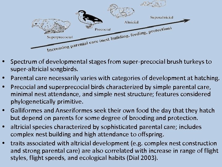  • Spectrum of developmental stages from super-precocial brush turkeys to super-altricial songbirds. •