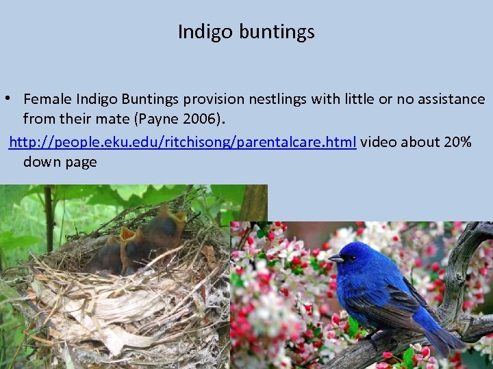 Indigo buntings • Female Indigo Buntings provision nestlings with little or no assistance from