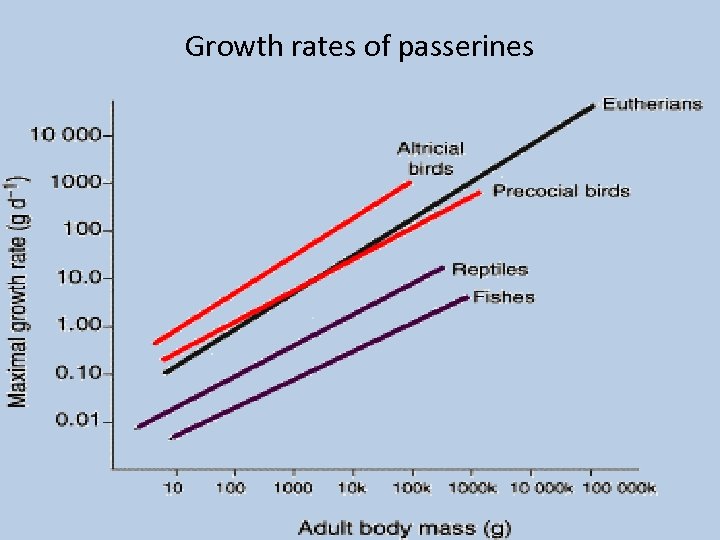 Growth rates of passerines 