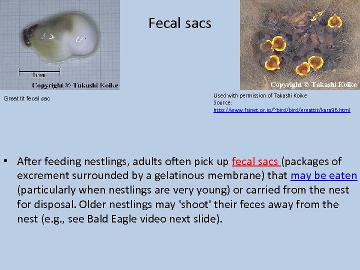 Fecal sacs Great tit fecal sac Used with permission of Takashi Koike Source: http: