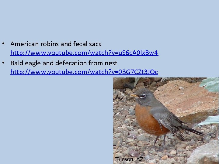 • American robins and fecal sacs http: //www. youtube. com/watch? v=u. S 6