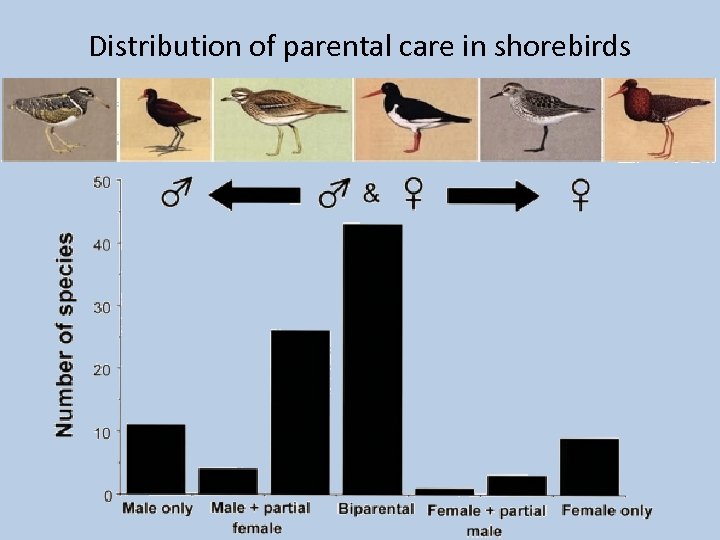 Distribution of parental care in shorebirds 