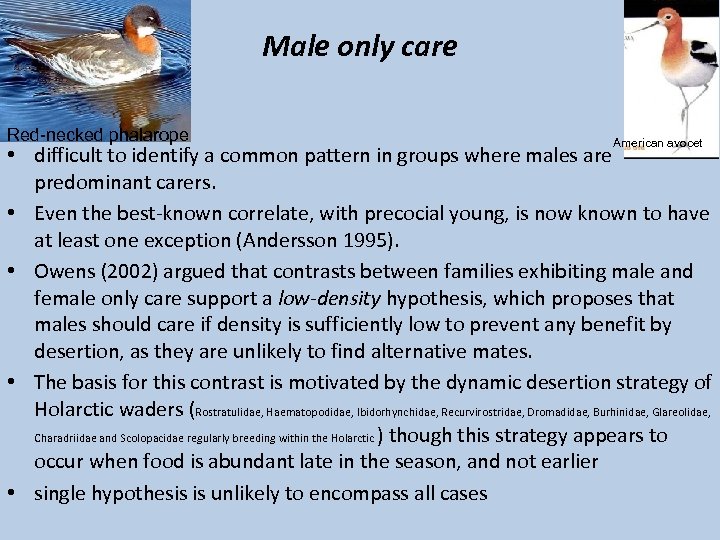 Male only care Red-necked phalarope American avocet • difficult to identify a common pattern