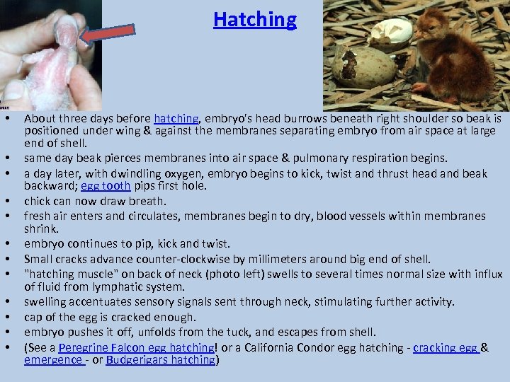 Hatching • • • About three days before hatching, embryo's head burrows beneath right