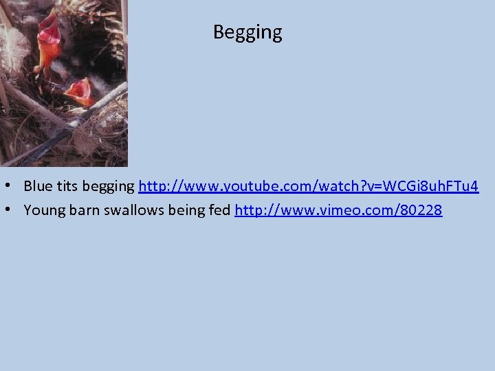 Begging • Blue tits begging http: //www. youtube. com/watch? v=WCGi 8 uh. FTu 4