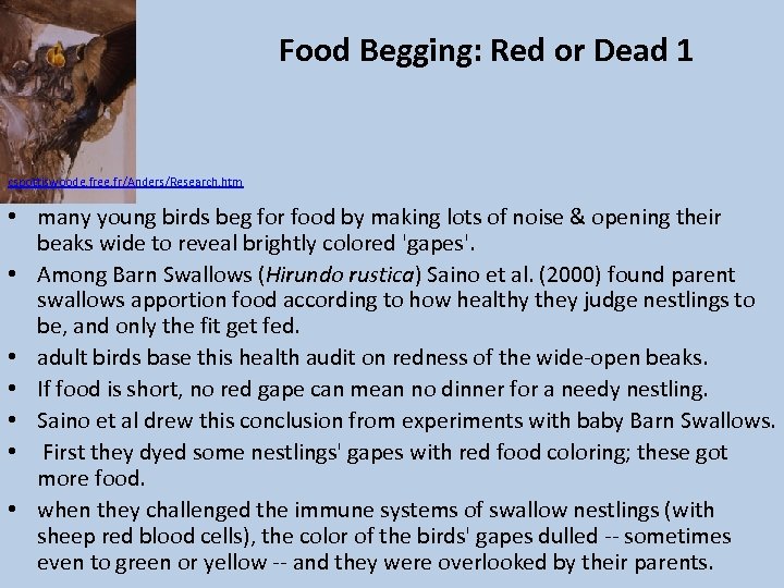 Food Begging: Red or Dead 1 cspottiswoode. free. fr/Anders/Research. htm • many young birds