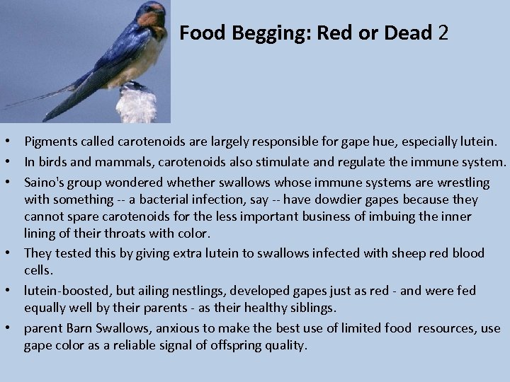 Food Begging: Red or Dead 2 • Pigments called carotenoids are largely responsible for