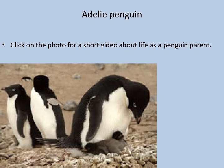 Adelie penguin • Click on the photo for a short video about life as