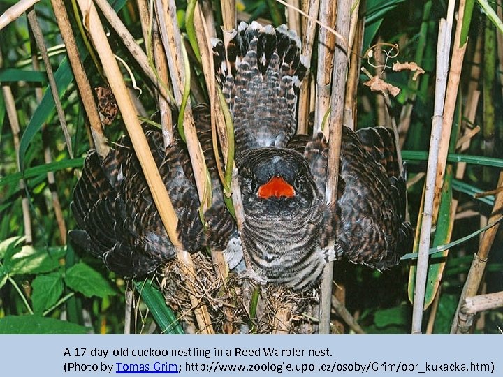 A 17 -day-old cuckoo nestling in a Reed Warbler nest. (Photo by Tomas Grim;