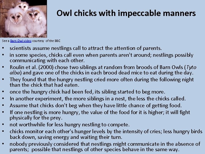 Owl chicks with impeccable manners See a Barn Owl video courtesy of the BBC