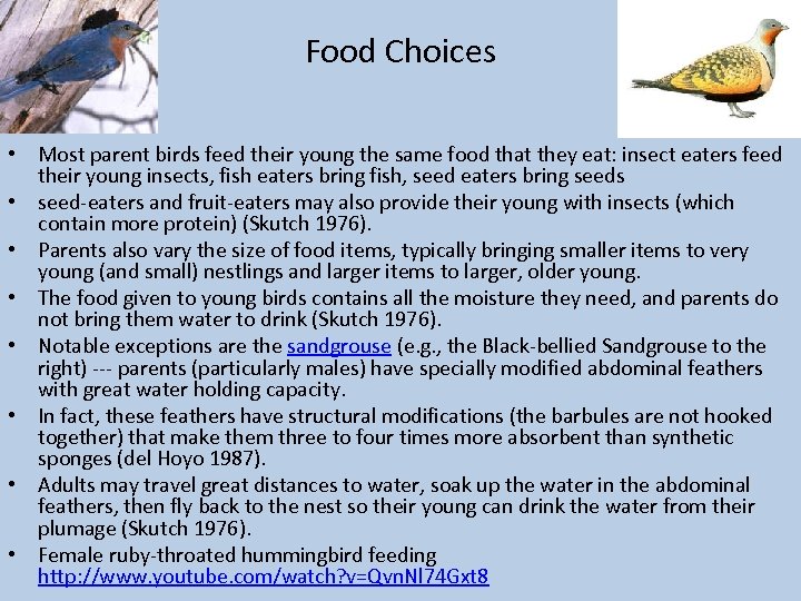Food Choices • Most parent birds feed their young the same food that they