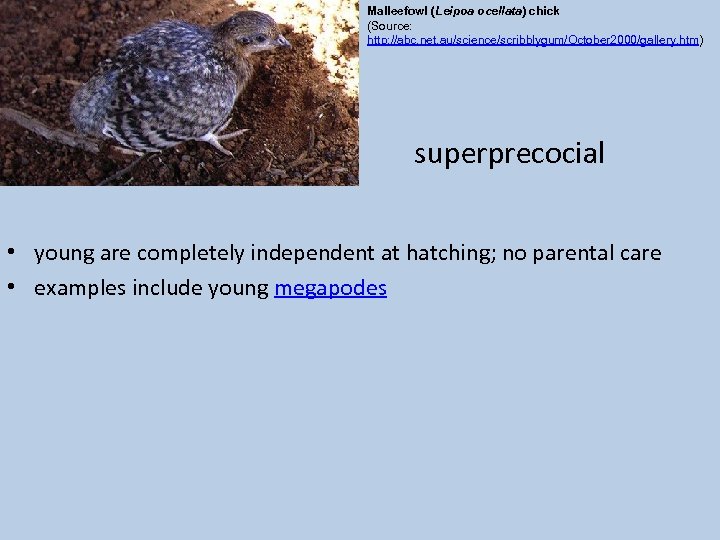 Malleefowl (Leipoa ocellata) chick (Source: http: //abc. net. au/science/scribblygum/October 2000/gallery. htm) superprecocial • young