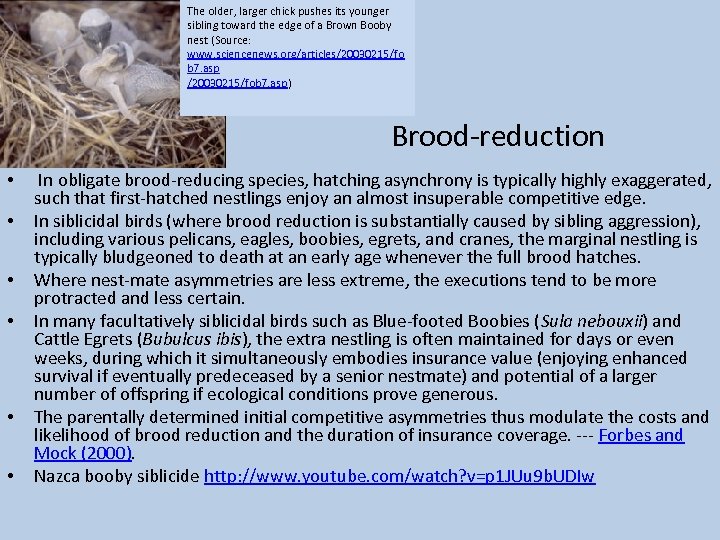 The older, larger chick pushes its younger sibling toward the edge of a Brown