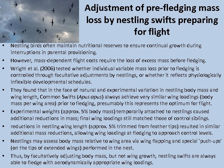 Adjustment of pre-fledging mass loss by nestling swifts preparing for flight • • Nestling