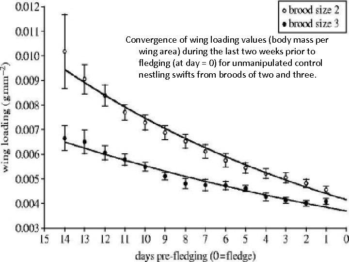 Convergence of wing loading values (body mass per wing area) during the last two