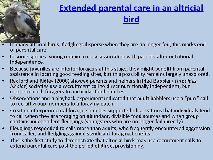 Extended parental care in an altricial bird • • In many altricial birds, fledglings