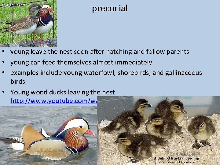 precocial • young leave the nest soon after hatching and follow parents • young