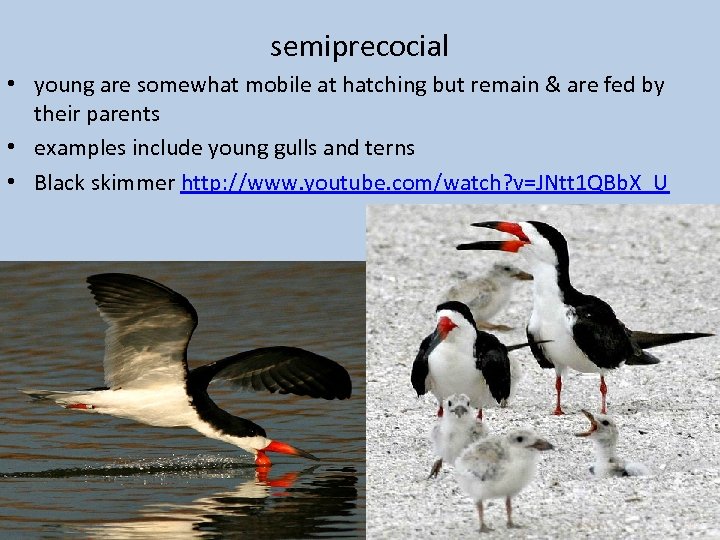 semiprecocial • young are somewhat mobile at hatching but remain & are fed by