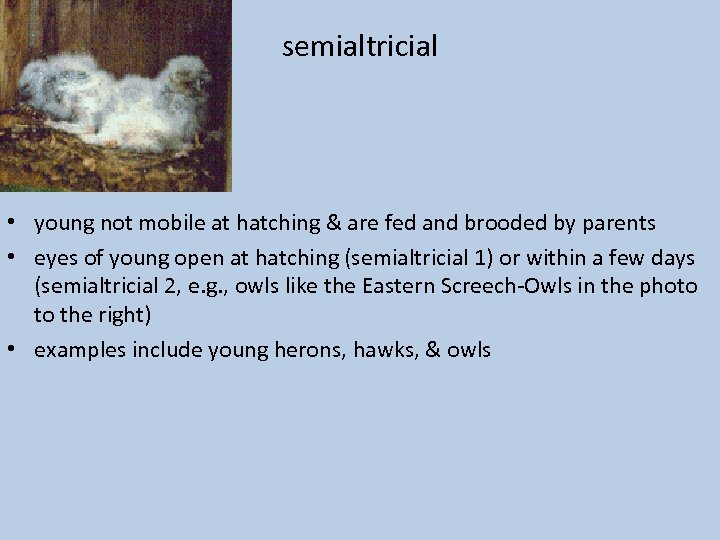 semialtricial • young not mobile at hatching & are fed and brooded by parents