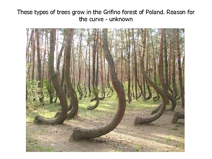 These types of trees grow in the Grifino forest of Poland. Reason for the