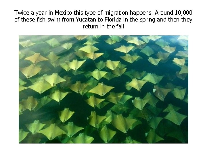 Twice a year in Mexico this type of migration happens. Around 10, 000 of