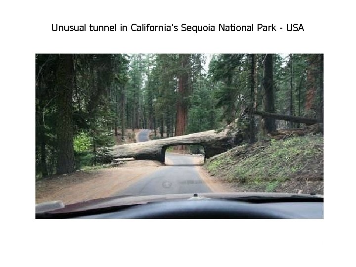 Unusual tunnel in California's Sequoia National Park - USA 