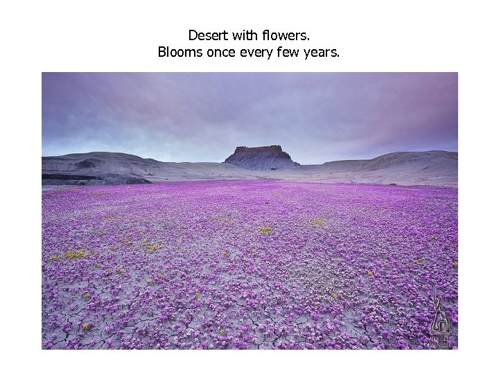 Desert with flowers. Blooms once every few years. 