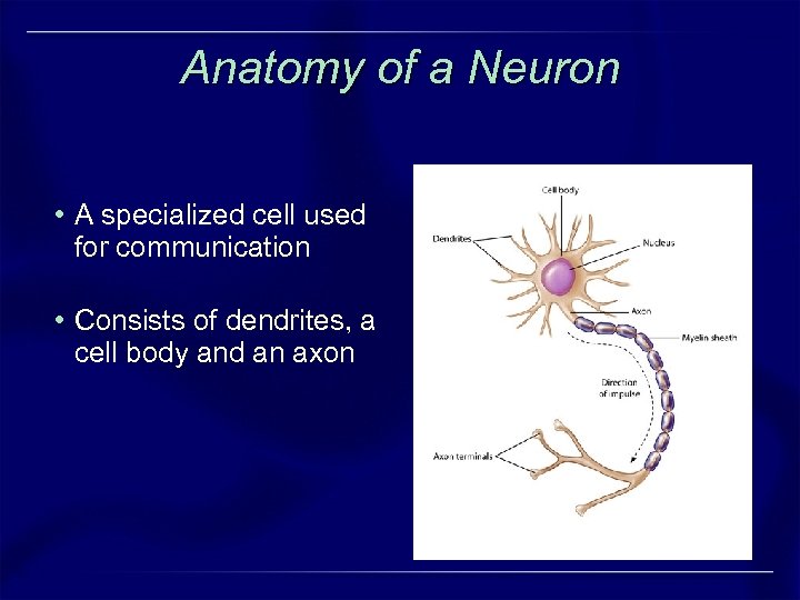 Anatomy of a Neuron • A specialized cell used for communication • Consists of