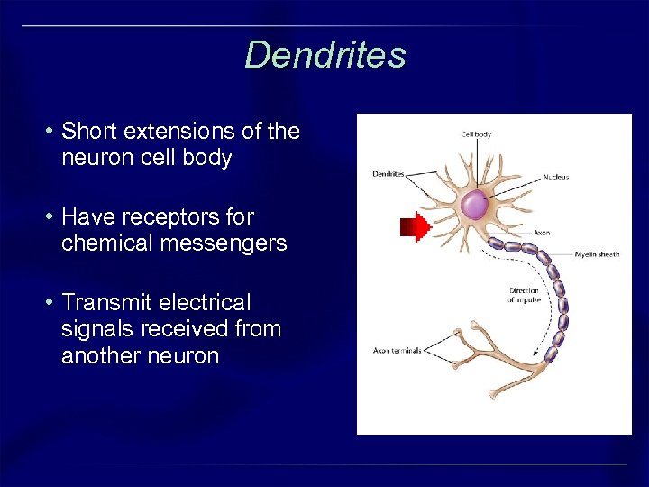 Dendrites • Short extensions of the neuron cell body • Have receptors for chemical