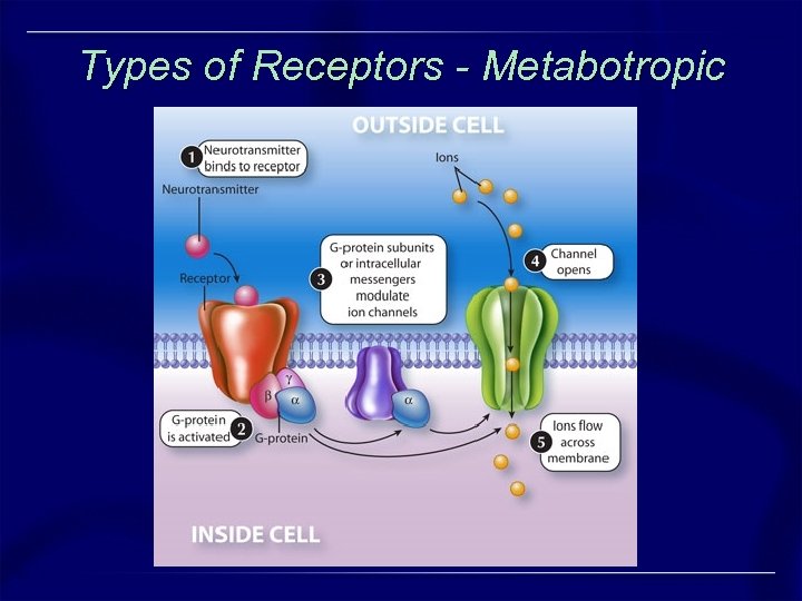 Types of Receptors - Metabotropic 