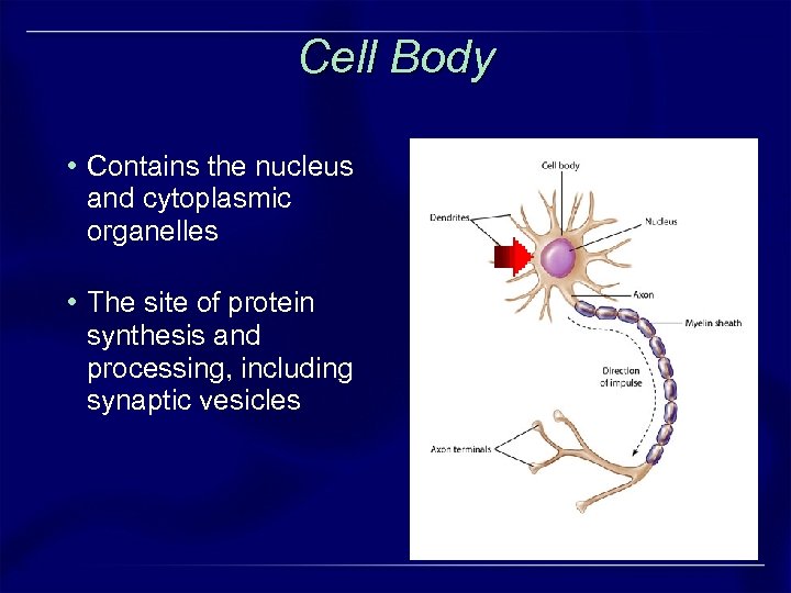 Cell Body • Contains the nucleus and cytoplasmic organelles • The site of protein