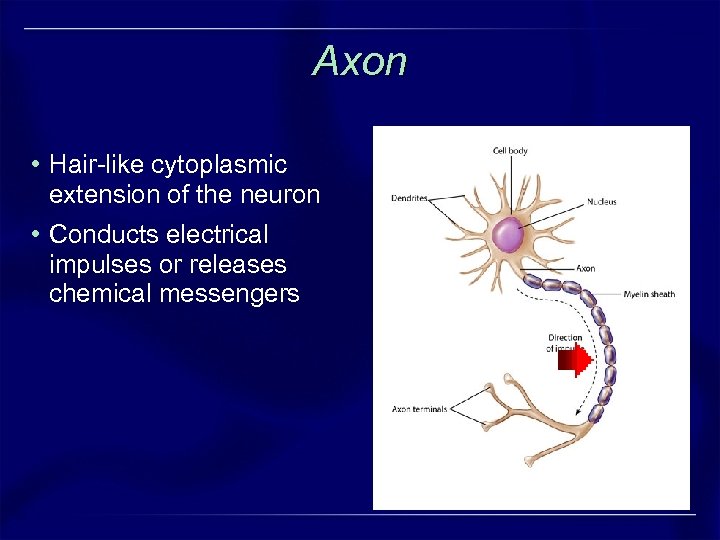 Axon • Hair-like cytoplasmic extension of the neuron • Conducts electrical impulses or releases