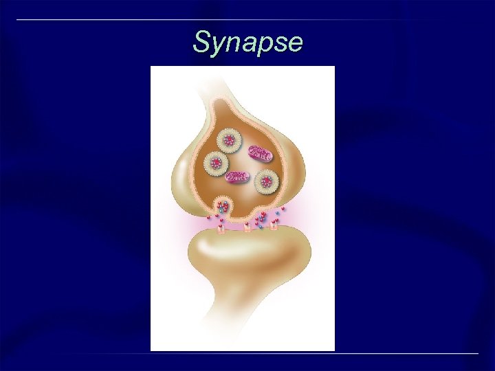 Synapse 