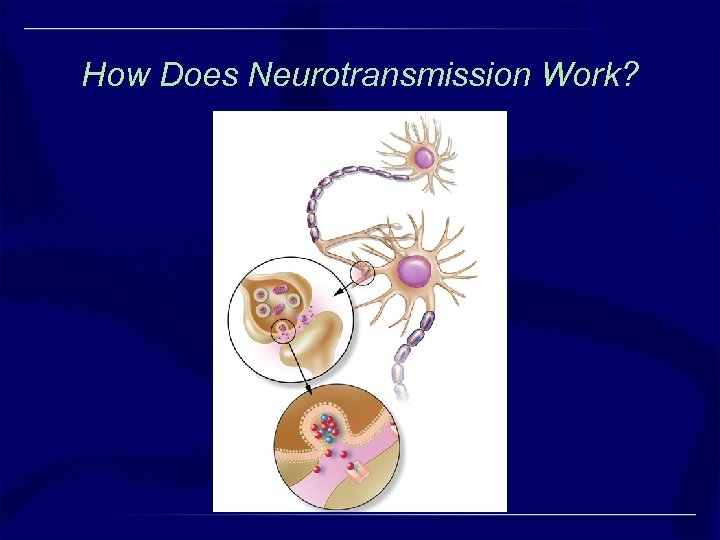 How Does Neurotransmission Work? 